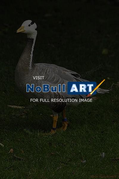 Wildlife - Duck - Digital