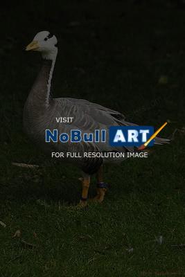Wildlife - Duck - Digital