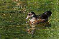 Duck - Digital Photography - By Macsfield Images, Wildlife Photography Artist