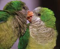 Budgies Kissing - Digital Photography - By Macsfield Images, Wildlife Photography Artist