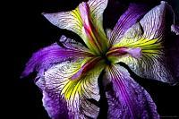 Purple Iris - Digital Photography - By Macsfield Images, Flora Photography Artist