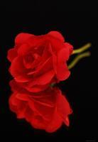 Red Rose - Digital Photography - By Macsfield Images, Flora Photography Artist