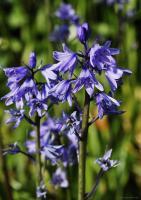 Bluebells - Digital Photography - By Macsfield Images, Flora Photography Artist