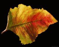 Leaf - Digital Photography - By Macsfield Images, Flora Photography Artist