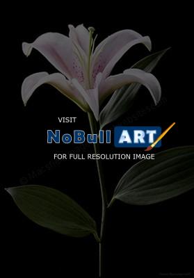 Flora - Lily - Digital