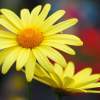 Agryanthemum Cornish Gold - Digital Photography - By Macsfield Images, Flora Photography Artist