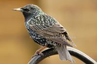 Thrush - Digital Photography - By Macsfield Images, Wildlife Photography Artist