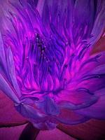Twilight Flower - Acrylics Paintings - By Vania Xristova, Modern Painting Artist