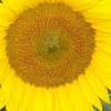 Sunflower Feelings - Digital Photography - By Teachme Todanceagain, Nature Photography Artist