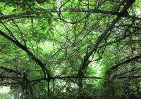 Under The Arbor - Digital Photography - By Teachme Todanceagain, Nature Photography Artist