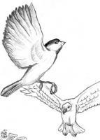 Three Birds - Pencil And Paper Drawings - By Delano Cuzzucoli, Real-Life Sketch Drawing Artist