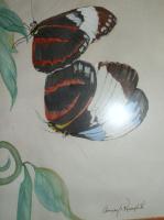Its A Butterfly World - Water Color Drawings - By Gregory Rumplik, Water Color Drawing Artist