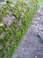 Midspringdday Moss - Camera Photography - By Brandon Purdy, Photography Photography Artist