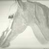 Misty - Pencil Drawings - By Sarah Ebner, Animals Drawing Artist