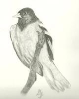 Bird - Pencil Drawings - By Sarah Ebner, Animals Drawing Artist