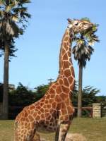 Giraffe - Digital Photography - By Lisa Polo, Animals Photography Artist