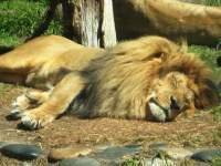 Resting King - Digital Photography - By Lisa Polo, Animals Photography Artist