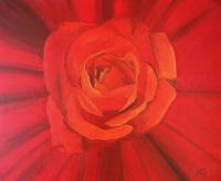 Fancy - Red Rose - Oil On Canvas