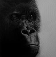The Stare - Charcoal On Canvas Drawings - By Paul Horton, Realism Drawing Artist