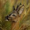 Roe Deer 6 - Oil On Canvas Paintings - By M V, Wildlife Painting Artist