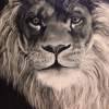 Lion - Acrylics Paintings - By Meghan Jones, Black And White Painting Artist