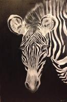 Zebra - Acrylics Paintings - By Meghan Jones, Black And White Painting Artist