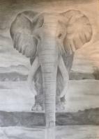 Elephant - Pencil Drawings - By Meghan Jones, Black And White Drawing Artist