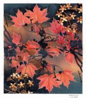 Maple Leaves In The Fall - Pencil And Paper Printmaking - By Anna Helena Fisher, Collage Printmaking Artist