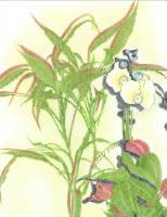 Flora - Bambu Orquidea E Filodendrum - Mixed Media