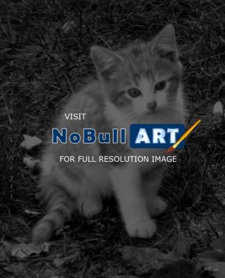 Animals - Last Kitten - Photoshop