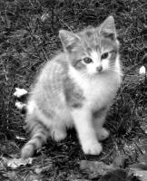 Last Kitten - Photoshop Photography - By John Hoytt, Photography Photography Artist