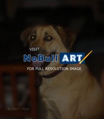 Animals - Ts Dog - Photoshop