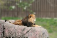 Animals - Leo Lion - Photoshop