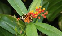 Orange Butterfly - Photoshop Photography - By John Hoytt, Photography Photography Artist