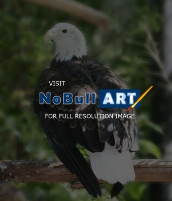 Animals - Eagle - Photoshop