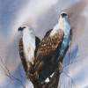 Eagle - Water Colour Paintings - By Khilchand Chaudhari, Nature For Painting Painting Artist