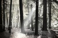 Light In The Forest - Digital Photography - By James Kennedy, Black And White Photography Artist