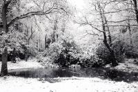 Black  White - Winter Forest - Digital
