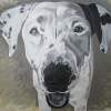 Gracie - Acrylic Paintings - By Kev R, Realism Painting Artist