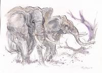 Elephants Kruger Park - Pen And Wash Drawings - By Tony Grogan, Line And Wash Drawing Drawing Artist
