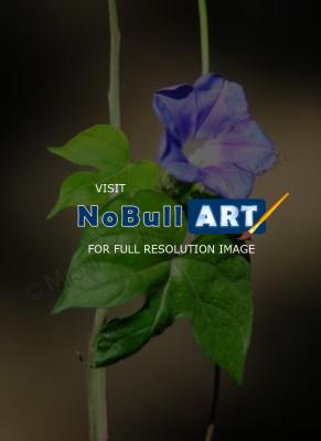 Flora Or Flowering Species - Mother Earths Morning Glory I - Digital Photography By Heather