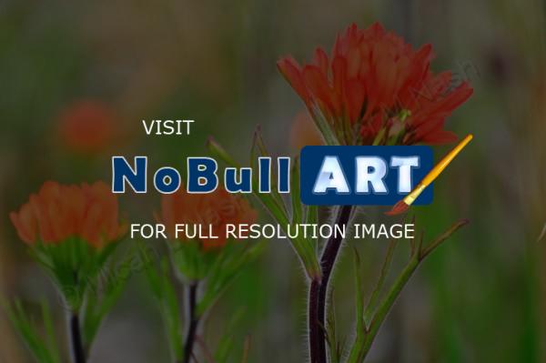 Flora Or Flowering Species - Painted Prairie - Digital Photography By Micah