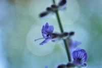 Flora Or Flowering Species - Mystic Morning Sage - Digital Photography By Heather