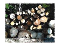 The Wood Pile - Artists Giclee Digital - By Brenda Leedy, Representational Digital Artist