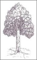 Walnut Tree - Ink Drawings - By Kelly Spring, Realism Drawing Artist
