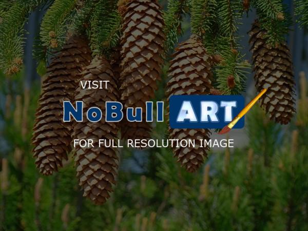 Forests Trees Conifers Pine Co - Golden Pine Cones Art Prints Gifts Conifer Forest - Fine Art Photography Favorites