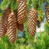 Golden Pine Cones Art Prints Gifts Conifer Forest - Fine Art Photography Favorites Photography - By Baslee Troutman Fine Art Prints Fish Flowers, Fine Art Photography Popular Photography Artist