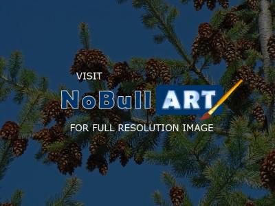 Forests Trees Conifers Pine Co - Forest Pine Trees Fine Art Photography Gifts Pine Cones - Fine Art Photography Favorites