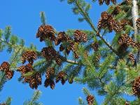Forest Pine Trees Fine Art Photography Gifts Pine Cones - Fine Art Photography Favorites Photography - By Baslee Troutman Fine Art Prints Fish Flowers, Fine Art Photography Popular Photography Artist