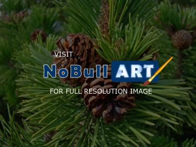 Forests Trees Conifers Pine Co - Pine Cones Fine Art Photography Baslee Troutman Conifer Tree - Fine Art Photography Favorites